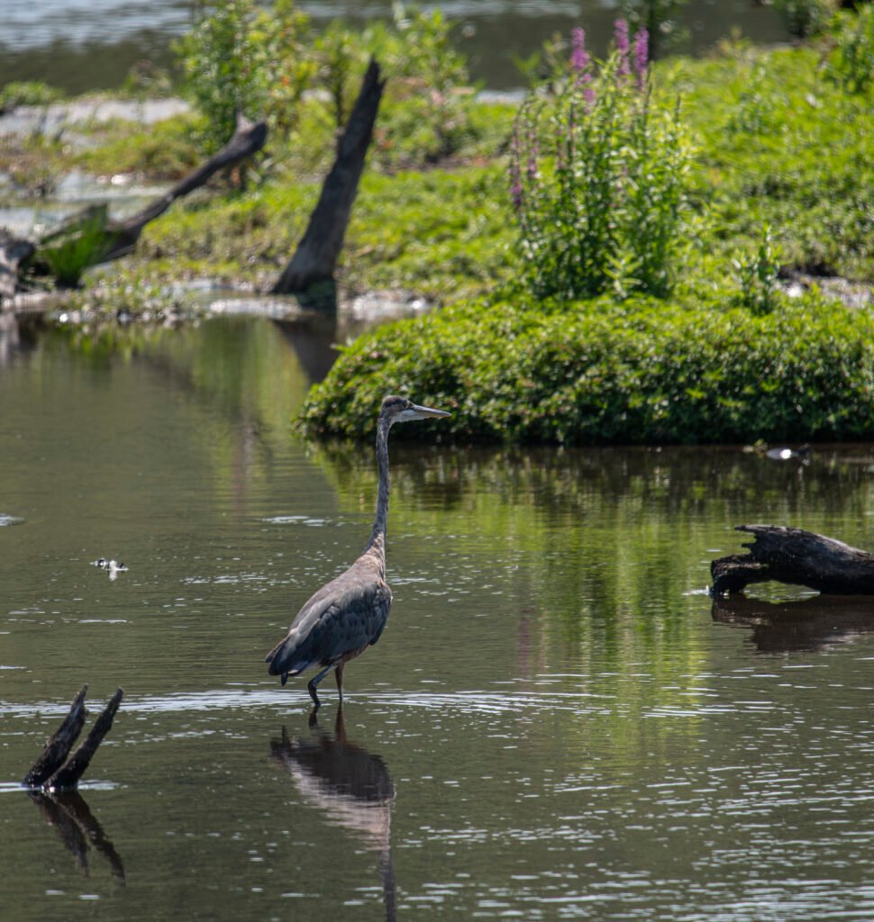 heron on the river