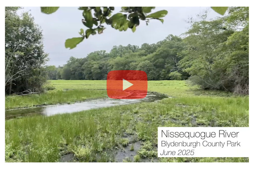 rewild podcast screenshot